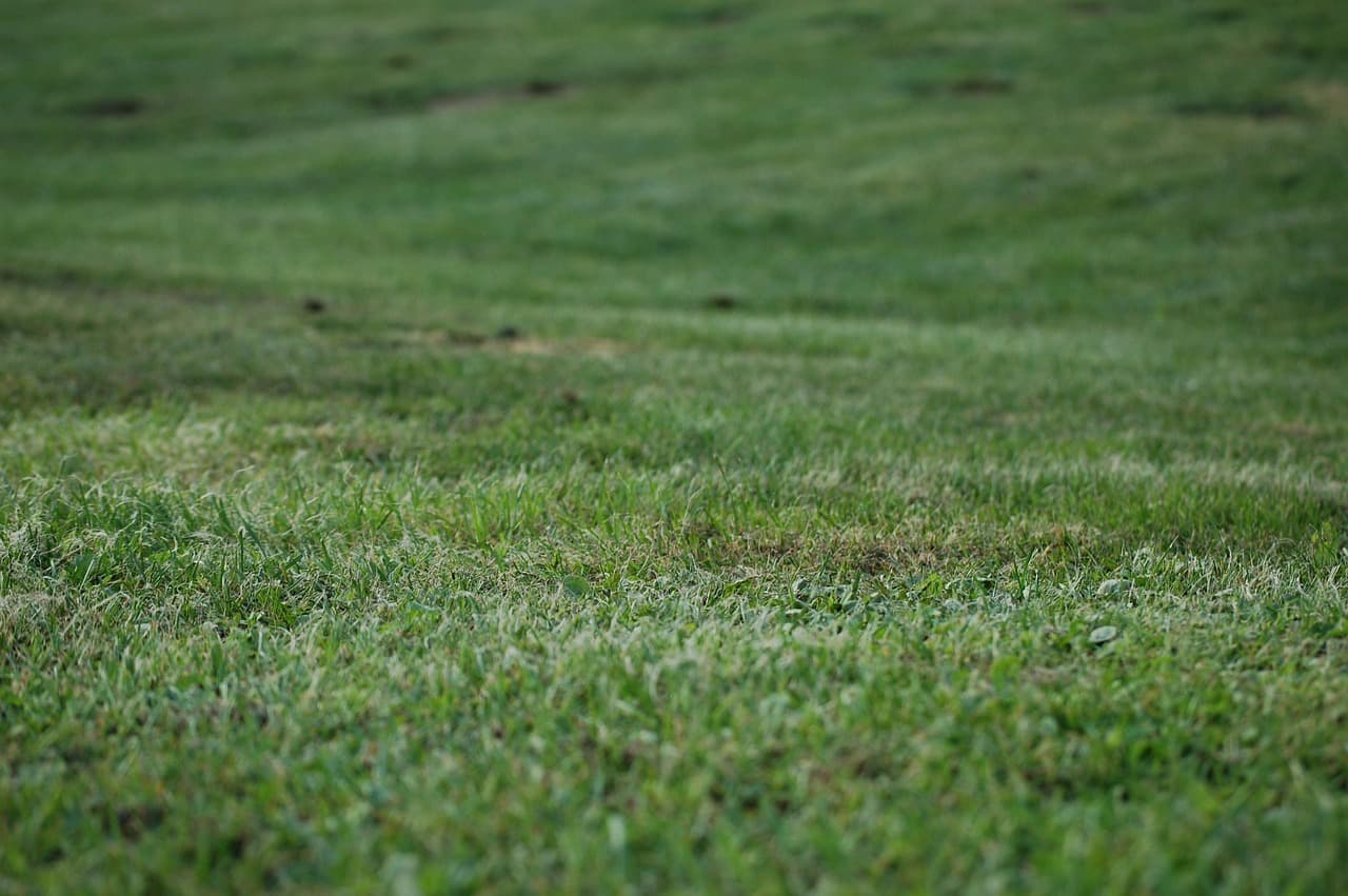 Lush green cut-grass texture, close-up detail